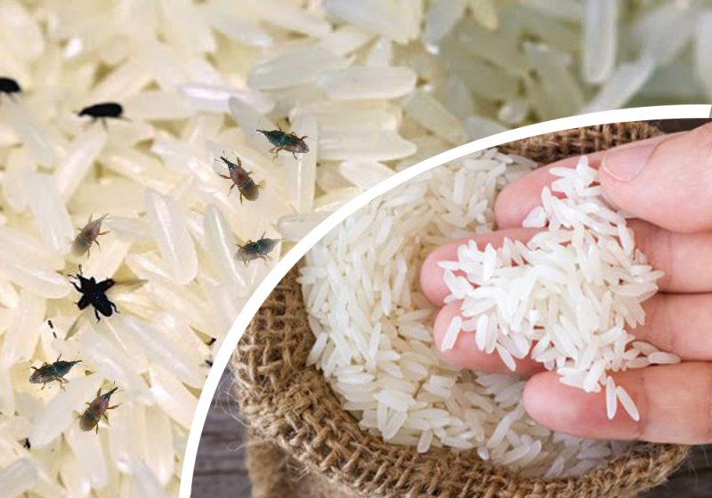 Sebelum Beli Obat Kutu Beras Sebaiknya Baca Dulu Ini